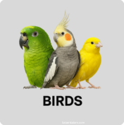 Birds