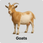 Goats