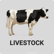 Livestock