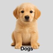 Dogs