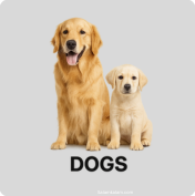 Dogs