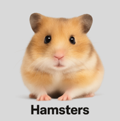 Hamsters