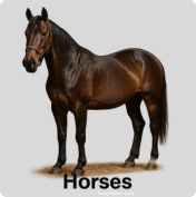 Horses