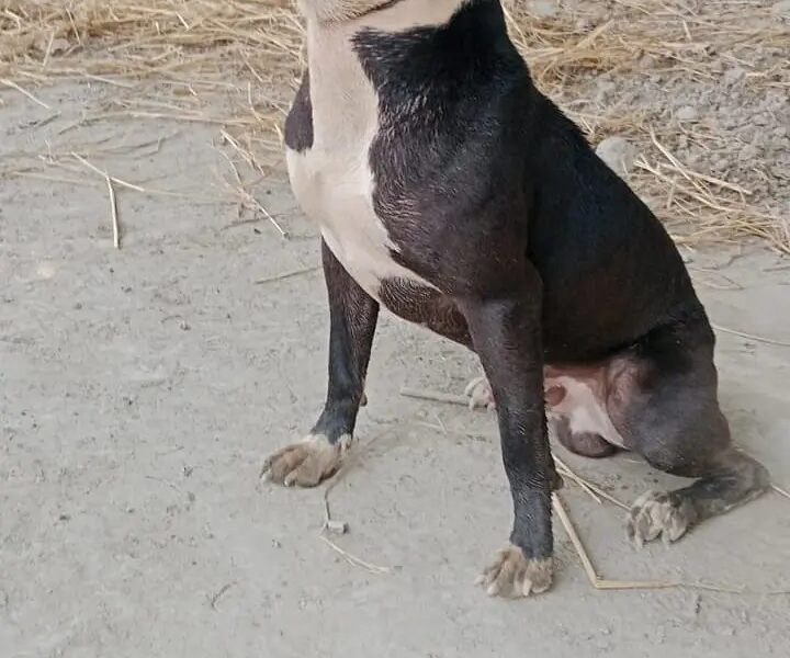 American Pit Bull Terrier -