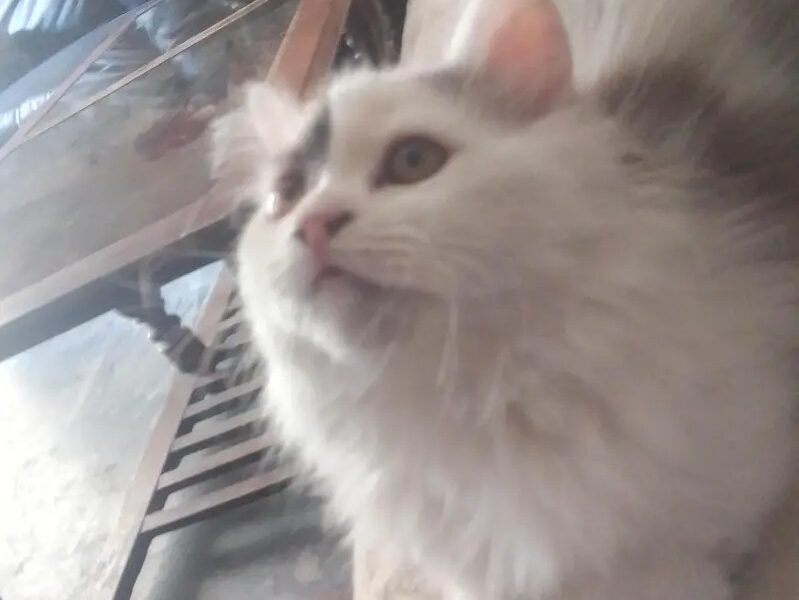 Beautiful Persian Kitten