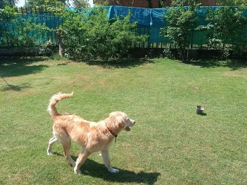 Golden Retriever Puppy -