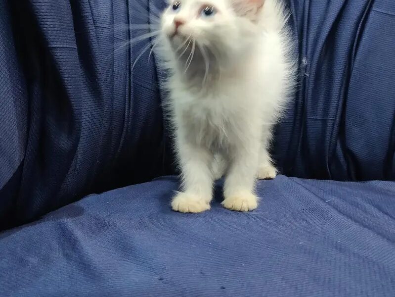 Persian Kittens - Cats -