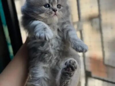 Persian Kittens - Kittens -