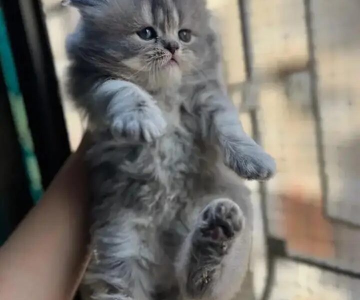 Persian Kittens - Kittens -