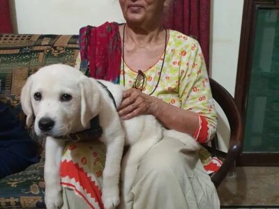 5 Month Old Labrador