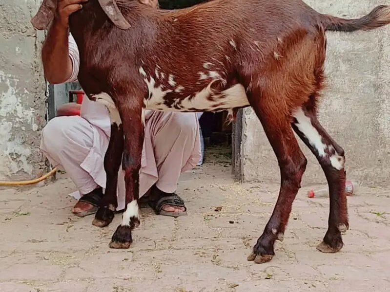 Ablak - Rajan Puri - Bakra -