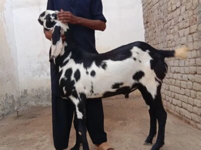 Ablak - Rajan Puri - Bakra -