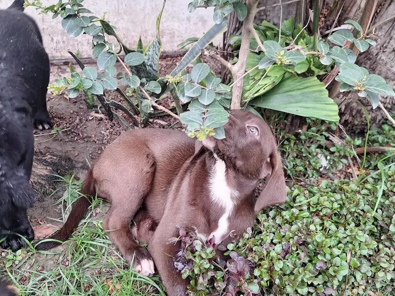 Adorable Labrador -