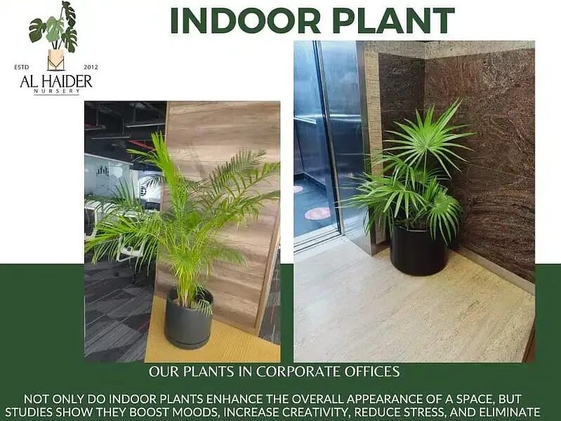 Al - Haider Nursery Indoor