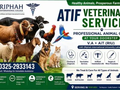 Animal Doctor Near You -