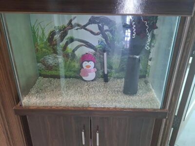 Aquarium - Fish Aquarium -