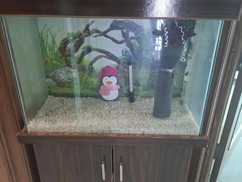 Aquarium - Fish Aquarium -