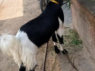 Beautiful Bakra Eid 2026
