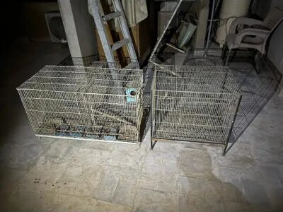 Birds Cages - Iron Cages -