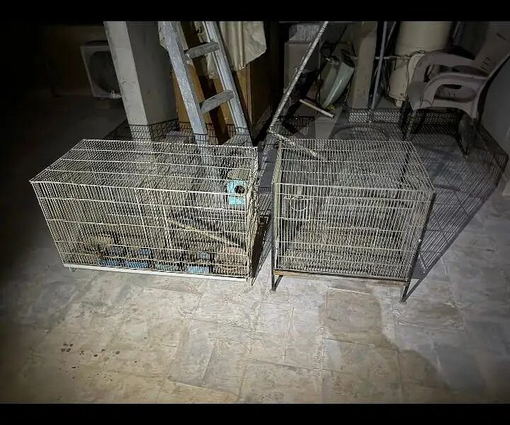 Birds Cages - Iron Cages -