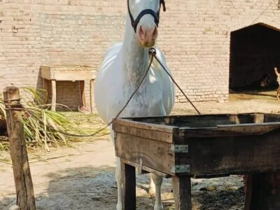 Brand Ghori Sath Wachra Age