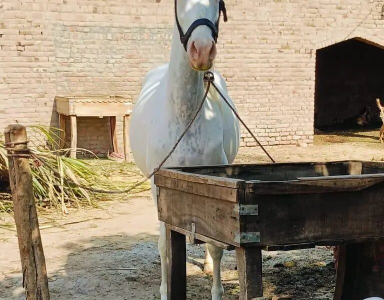 Brand Ghori Sath Wachra Age