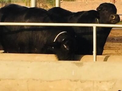 Buffalo Pure Neeli Ravi