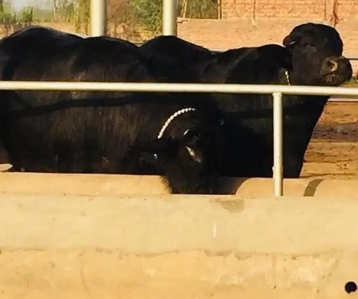 Buffalo Pure Neeli Ravi