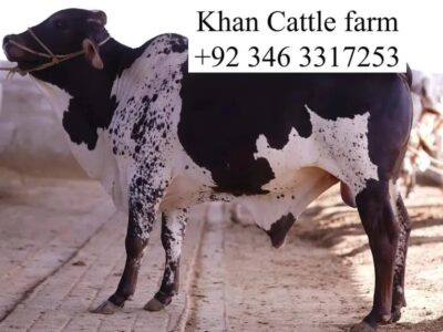 Bull - Bachra - Desi Bachre