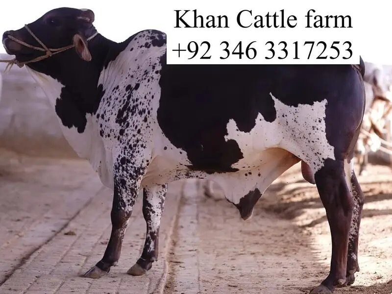 Bull - Bachra - Desi Bachre