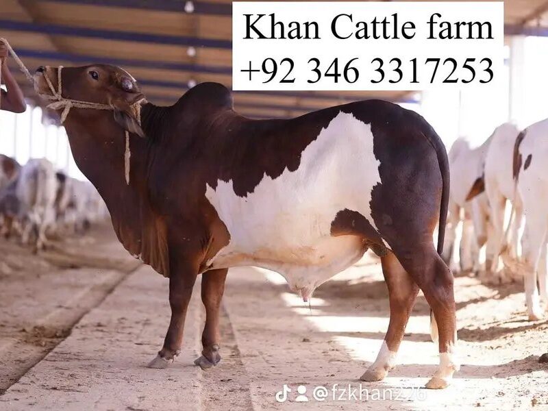 Bull - Bachra - Desi Bachre