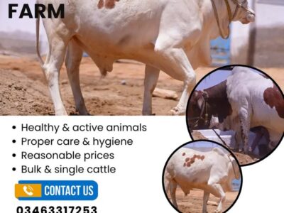 Bull - Bachra - Desi Bachre
