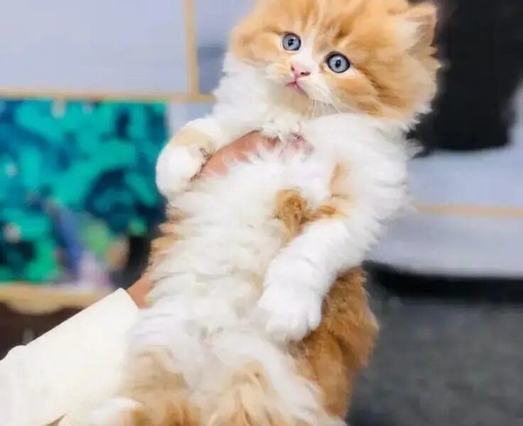 Cash on DeliveryPersian