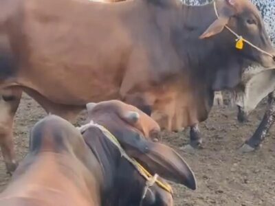 Cholistani Bull - Desi