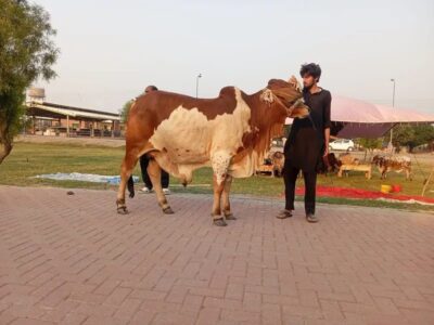 Cholistani Bull - Desi