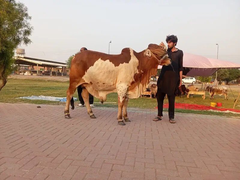 Cholistani Bull - Desi