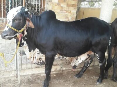 Cow - Bachra - Desi Bachre -