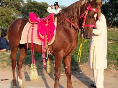 Desi Nasal. . Neza Baaz -
