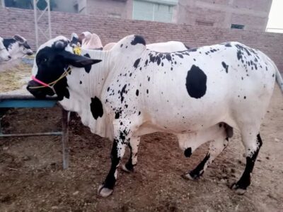 Eid Qurbani Cows for Sale in