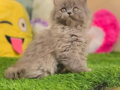 Extreme Quality Kitten's Up