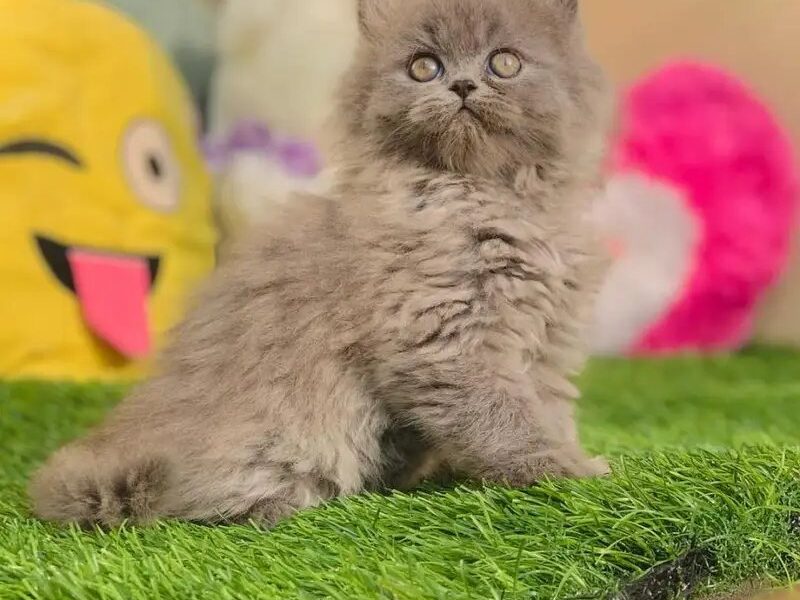 Extreme Quality Kitten's Up
