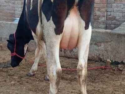 Faresion Cow - Cholistani