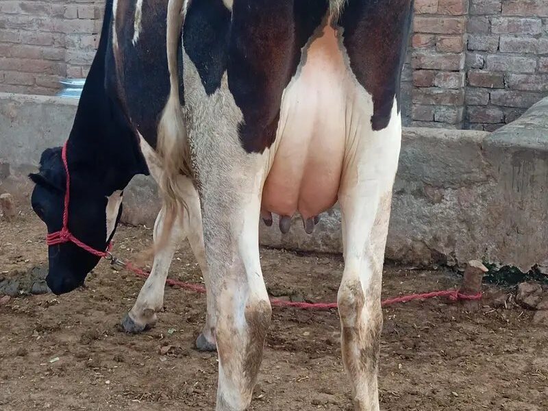 Faresion Cow - Cholistani