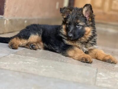 German Shepherd - Long Coat