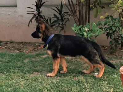 German Shephered Puppy -