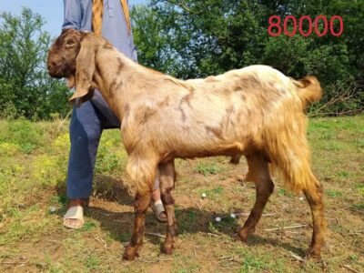 Goat - Bakra - Desi Bakra -