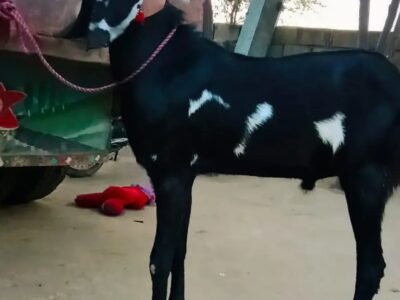 Goat - Desi Goat - Bakri -