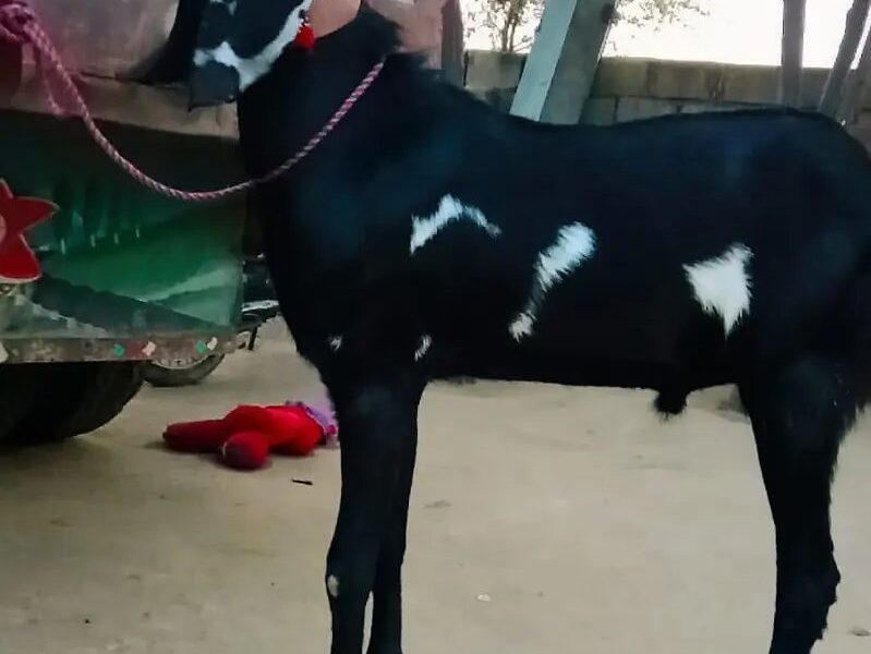 Goat - Desi Goat - Bakri -