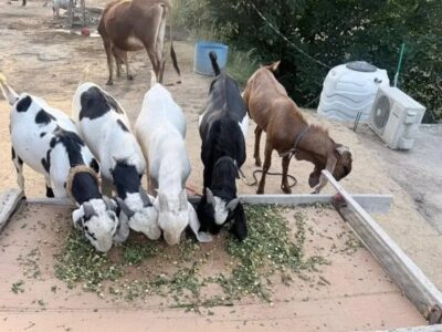 Goats
