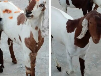 Goats - Bkra - Desi Bkra -